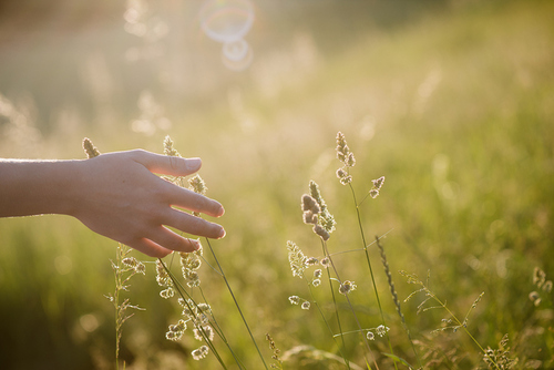 Female hand touching summer field / Laszlo Lorik, betyarlaca Female hand touching summer field